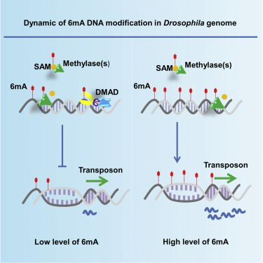 M6A DNA甲基化.jpg