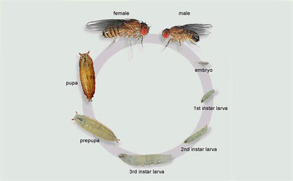 Drosophila melanogaster.png