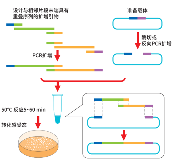 FlyCut DNA Assembly Mix Plu.png