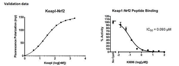 KEAP1-NRF2-2.png