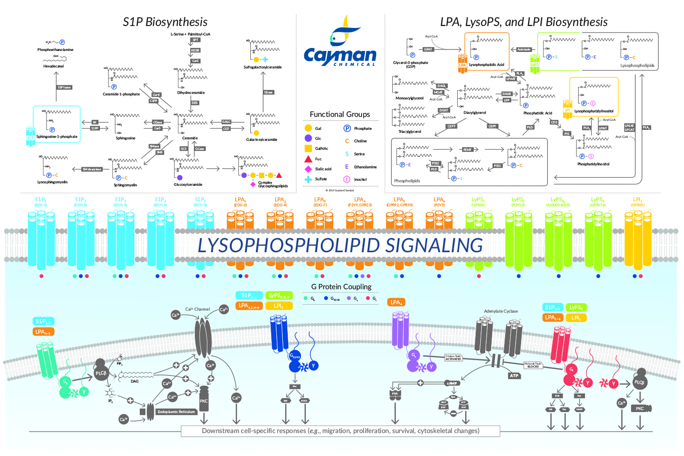 Lysophospholipid Signaling - web thumbnail.jpg
